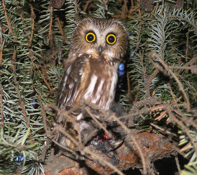 Northern SawWhet with prey 