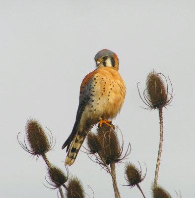 Am Kestrel 681.jpg
