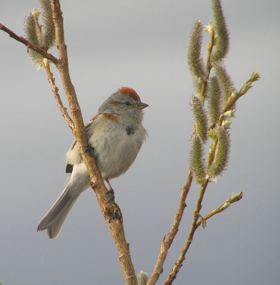 AT Sparrow 706.jpg