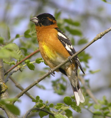 BH Grosbeak 994.jpg