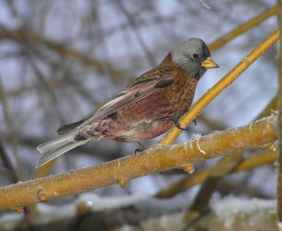 GC Rosyfinch 324.jpg