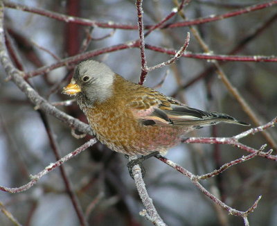 GC Rosyfinch 339.jpg