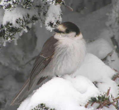 Gray Jay 548.jpg