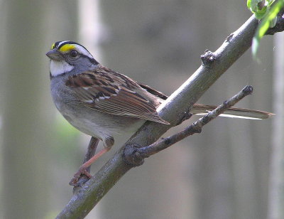 WT Sparrow 330.jpg