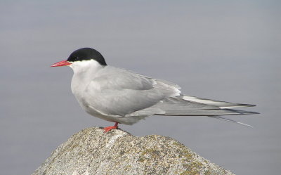 Arctic Tern 935.jpg