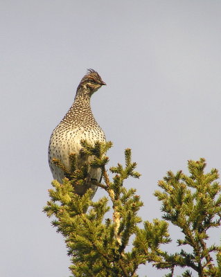 ST Grouse 745.jpg