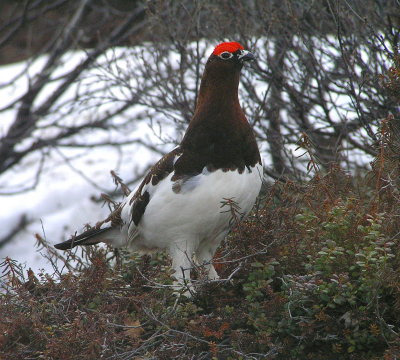 Willow Pt 095.jpg