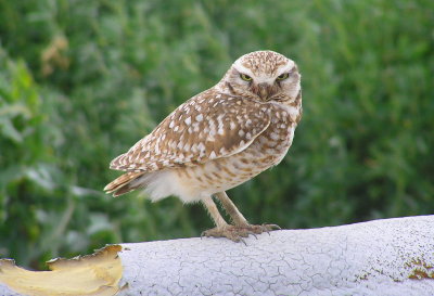 Burrowing owl .JPG