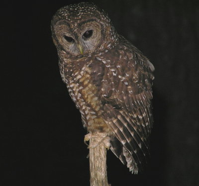 Spotted Owl 430.jpg