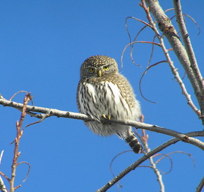 Northern Pygmy owl 360.jpg