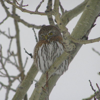NP Owl 460.jpg