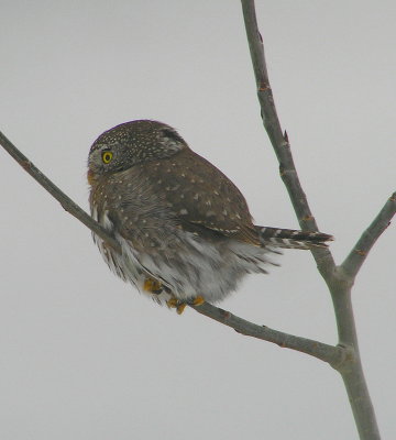 NP Owl 672.jpg