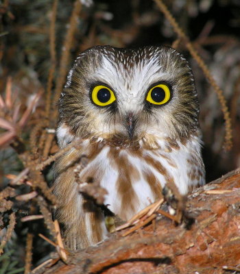 NS Owl 118.jpg