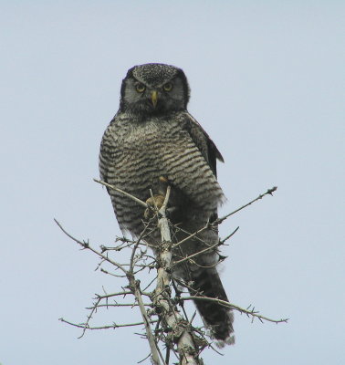 NH owl 602.jpg