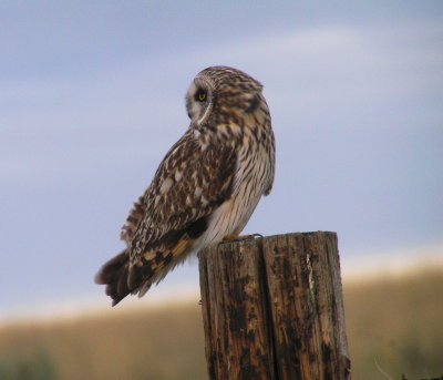 Short eared owl 696.JPG