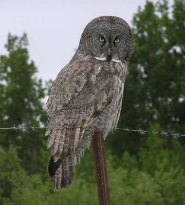 GG owl 364.jpg