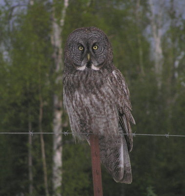 GG owl 099.jpg