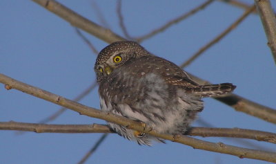 Northern Pygmy Owl 