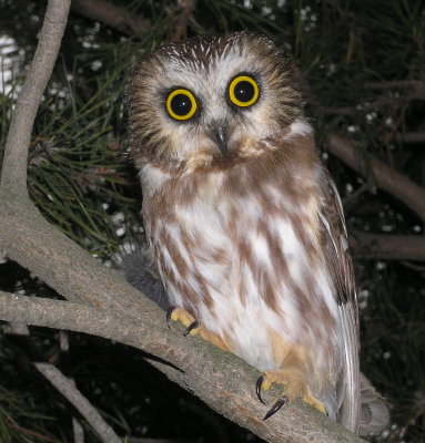 Northern SawWhet Owl 
