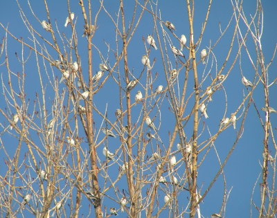 Snow bunting in trees 