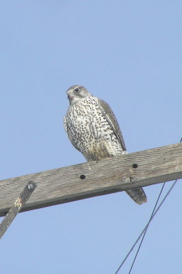 Gyrfalcon (Wallowa Co, OR)