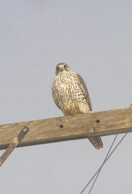 Gyrfalcon (Wallowa Co, OR)