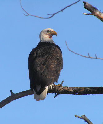 Bald Eagle