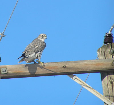 Gryfalcon (Douglas County, WA)