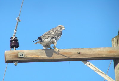 Gryfalcon (Douglas County, WA)