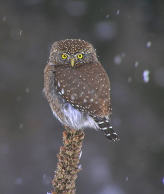 Northern Pygmy Owl 