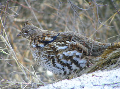 Ruffed grouse Image 2