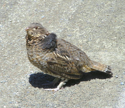 Ruffed Grouse Image 4