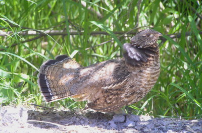 Ruffed hen Image 6