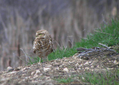 Burrowing Owl 006.JPG