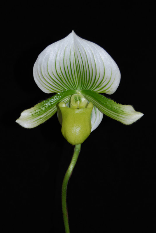 20124629  -  Paph. Hilo Citron  Memoria Dafrosa Ritual   AM/AOS   (80 points) 12-8-2012