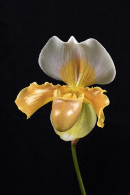 20132738   -    Paph. Barb Hella 'Sun's Glow' AM/AOS (80 - points)  1-26-2013.jpg