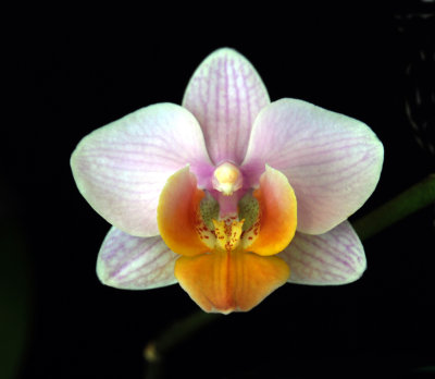 20132760  -   Phal. Beauty Amy  Levre Grande  JC/AOS   3-2-2013.jpg