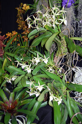 20132763  -   Angraecum  sesquipedale  Frosty  CCM/AOS  (88 - points)  3-2-2013.jpg