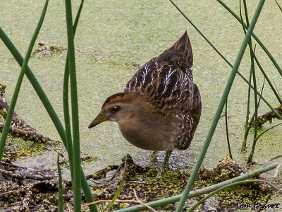 sora