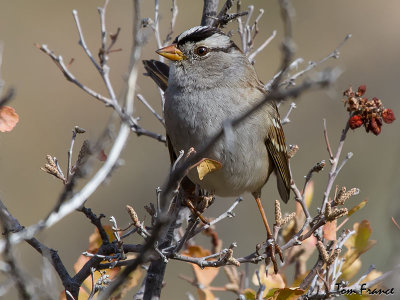 sparrow_white-crowned