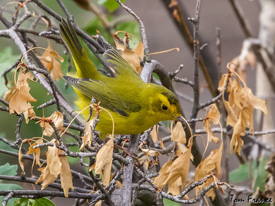 wilsons_warbler