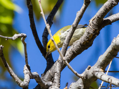 black-throated_green_warbler