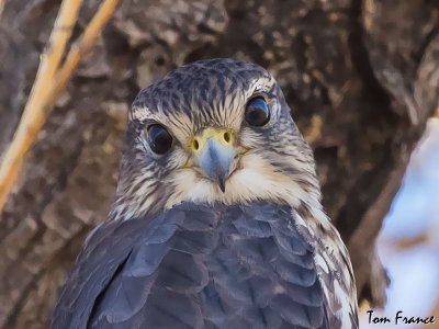 merlin