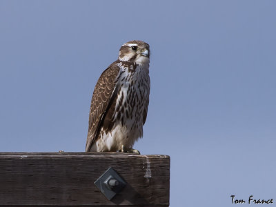 falcon_prairie