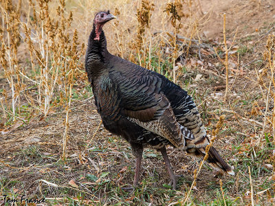turkey_wild