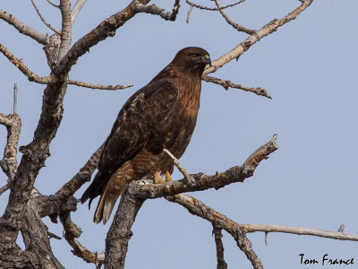 hawk_red-tailed