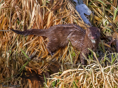 american_mink