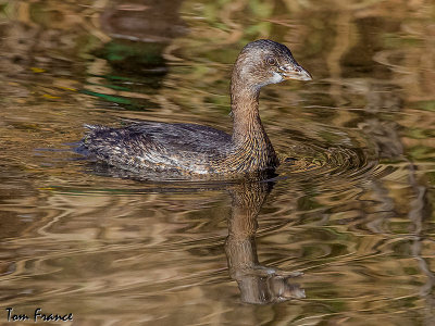 Pied-billed Grebe02.jpg