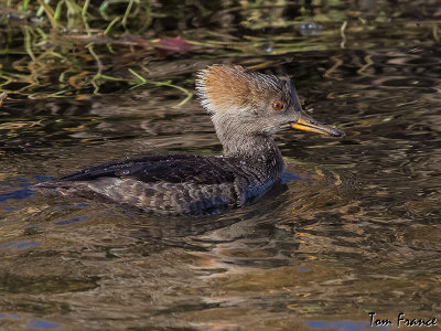 hooded_merganser