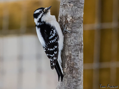 downy_woodpecker